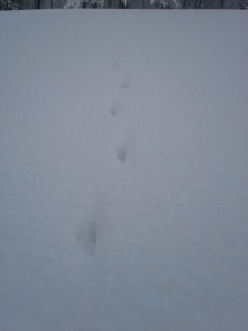 Suden jäljet 20150203