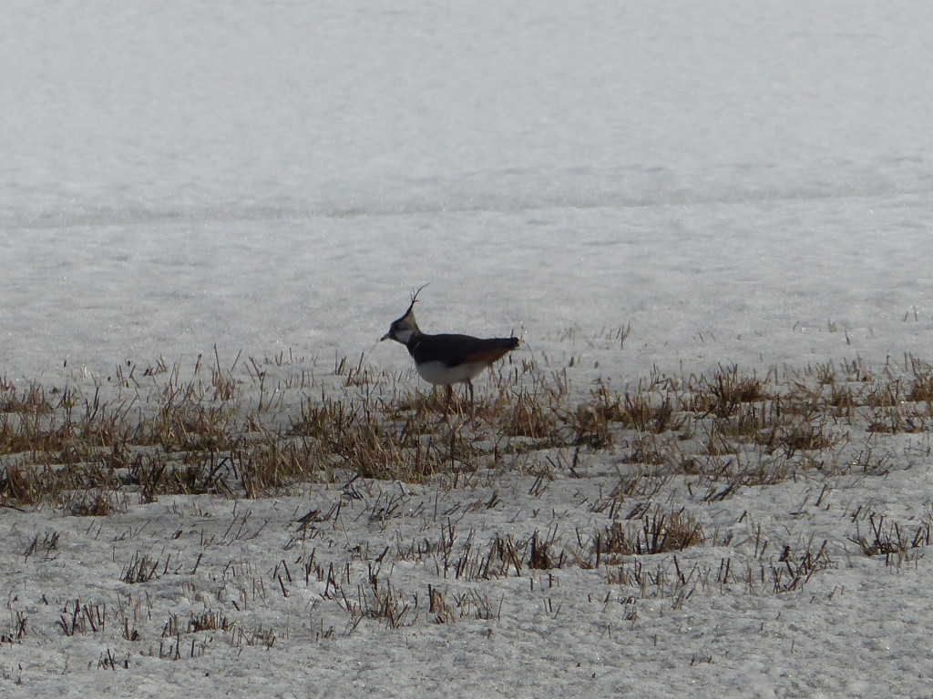 Töyhtöhyyppä keväthangilla 29.3.2016